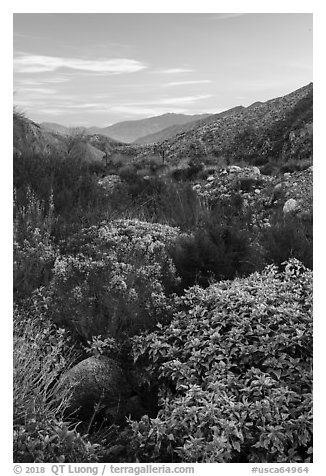 Lush riparian vegetation, Whitewater Preserve. Sand to Snow National Monument, California, USA (black and white)