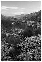 Lush riparian vegetation, Whitewater Preserve. Sand to Snow National Monument, California, USA ( black and white)