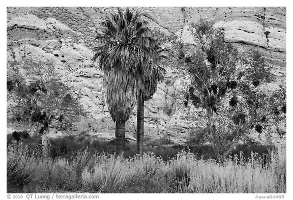 Palm trees and cliffs, Whitewater Preserve. Sand to Snow National Monument, California, USA (black and white)