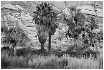 Palm trees and cliffs, Whitewater Preserve. Sand to Snow National Monument, California, USA ( black and white)
