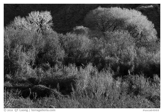 Riparian desert vegetation and cottowoods in winter, Mission Creek Preserve. Sand to Snow National Monument, California, USA (black and white)