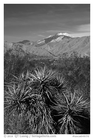 Yuccas and snow-capped San Gorgonio Mountain, Mission Creek Preserve. Sand to Snow National Monument, California, USA (black and white)