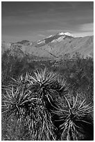 Yuccas and snow-capped San Gorgonio Mountain, Mission Creek Preserve. Sand to Snow National Monument, California, USA ( black and white)