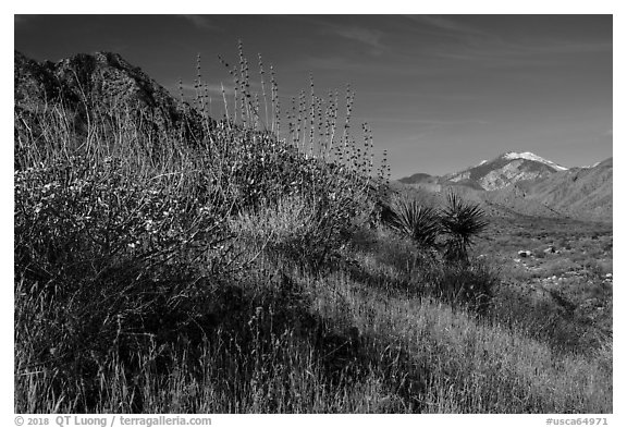 Desert plants and San Gorgonio Mountain in winter, Mission Creek Preserve. Sand to Snow National Monument, California, USA (black and white)