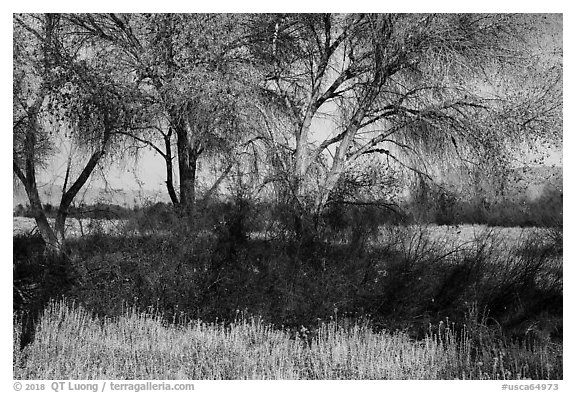 Grasses and cottonwoods in winter, Big Morongo Canyon Preserve. Sand to Snow National Monument, California, USA (black and white)