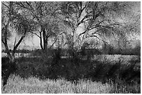 Grasses and cottonwoods in winter, Big Morongo Canyon Preserve. Sand to Snow National Monument, California, USA ( black and white)