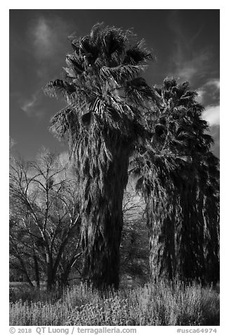 California native palm trees, Big Morongo Canyon Preserve. Sand to Snow National Monument, California, USA (black and white)