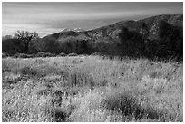Grassy meadow and San Gorgonio Mountain in winter, Big Morongo Canyon Preserve. Sand to Snow National Monument, California, USA ( black and white)