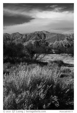 Grasses, bare trees, and mountains, Big Morongo Canyon Preserve. Sand to Snow National Monument, California, USA (black and white)