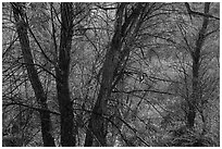 Trees with bare branches, Big Morongo Canyon Preserve. Sand to Snow National Monument, California, USA ( black and white)