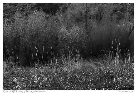 Thickets of cattails and backlit trees, Big Morongo Canyon Preserve. Sand to Snow National Monument, California, USA (black and white)