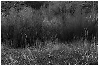 Thickets of cattails and backlit trees, Big Morongo Canyon Preserve. Sand to Snow National Monument, California, USA ( black and white)