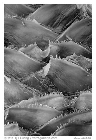 Detail of palm tree, Big Morongo Canyon Preserve. Sand to Snow National Monument, California, USA (black and white)