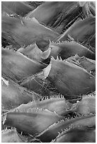 Detail of palm tree, Big Morongo Canyon Preserve. Sand to Snow National Monument, California, USA ( black and white)