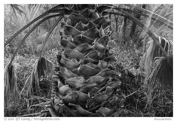 Palm tree trunk, Big Morongo Canyon Preserve. Sand to Snow National Monument, California, USA (black and white)