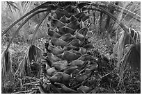 Palm tree trunk, Big Morongo Canyon Preserve. Sand to Snow National Monument, California, USA ( black and white)