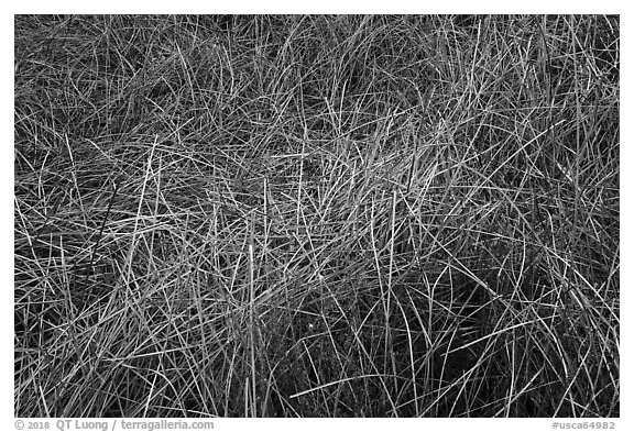 Reeds in winter, Big Morongo Canyon Preserve. Sand to Snow National Monument, California, USA (black and white)