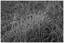 Reeds in winter, Big Morongo Canyon Preserve. Sand to Snow National Monument, California, USA ( black and white)
