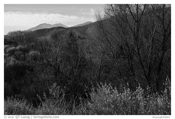 Bare trees and San Gorgonio Mountain in winter, Big Morongo Canyon Preserve. Sand to Snow National Monument, California, USA (black and white)