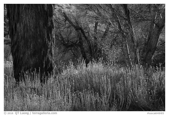 Tufts of yellow-blossomed alkali goldenbush and trees, Big Morongo Canyon Preserve. Sand to Snow National Monument, California, USA (black and white)