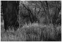 Tufts of yellow-blossomed alkali goldenbush and trees, Big Morongo Canyon Preserve. Sand to Snow National Monument, California, USA ( black and white)