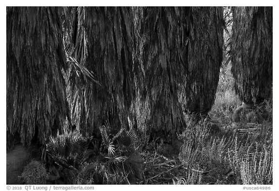 Trunks of palm trees, Big Morongo Canyon Preserve. Sand to Snow National Monument, California, USA (black and white)