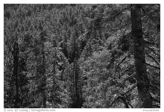 Conifer forest, Long Valley, San Jacinto Mountain. Santa Rosa and San Jacinto Mountains National Monument, California, USA (black and white)