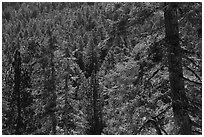 Conifer forest, Long Valley, San Jacinto Mountain. Santa Rosa and San Jacinto Mountains National Monument, California, USA ( black and white)