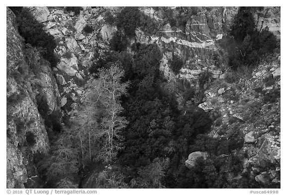Trees and cliffs on north face of San Jacinto Peak. Santa Rosa and San Jacinto Mountains National Monument, California, USA (black and white)