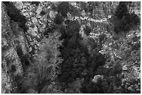 Trees and cliffs on north face of San Jacinto Peak. Santa Rosa and San Jacinto Mountains National Monument, California, USA ( black and white)