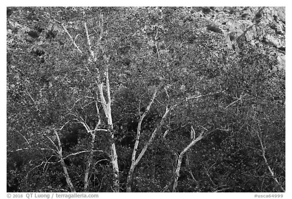 Sycamores with fall foliage. Santa Rosa and San Jacinto Mountains National Monument, California, USA (black and white)