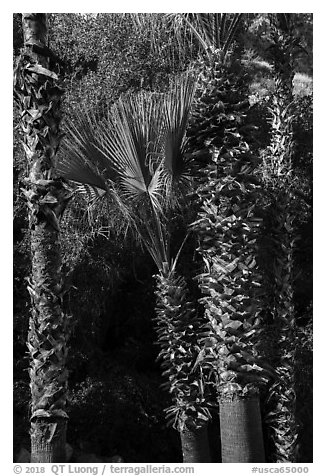 Palm trees. Santa Rosa and San Jacinto Mountains National Monument, California, USA (black and white)