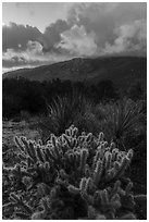 Cacti and Santa Rosa Mountains with clouds colored by sunrise. Santa Rosa and San Jacinto Mountains National Monument, California, USA ( black and white)