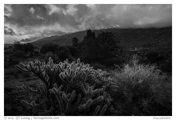 Cactus and Santa Rosa Mountains with sunrise clouds. Santa Rosa and San Jacinto Mountains National Monument, California, USA (black and white)