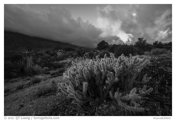 Cactus at sunrise, Santa Rosa Mountains. Santa Rosa and San Jacinto Mountains National Monument, California, USA (black and white)