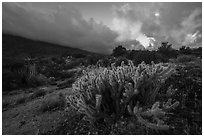 Cactus at sunrise, Santa Rosa Mountains. Santa Rosa and San Jacinto Mountains National Monument, California, USA ( black and white)