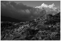 Desert plants and early morning storm clouds. Santa Rosa and San Jacinto Mountains National Monument, California, USA ( black and white)