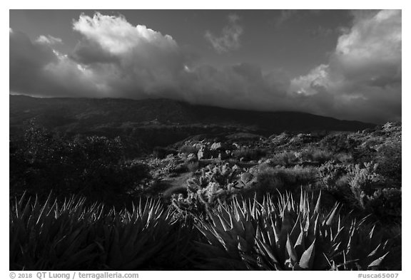 Succulents and Santa Rosa Mountains near Cahuilla Tewanet Vista Point. Santa Rosa and San Jacinto Mountains National Monument, California, USA (black and white)