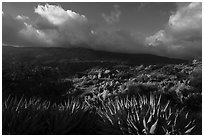Succulents and Santa Rosa Mountains near Cahuilla Tewanet Vista Point. Santa Rosa and San Jacinto Mountains National Monument, California, USA ( black and white)