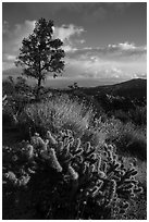 Cactus and pinyon pine near Cahuilla Tewanet Vista overlook. Santa Rosa and San Jacinto Mountains National Monument, California, USA ( black and white)