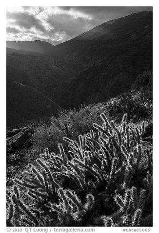 Cactus and Deep Canyon. Santa Rosa and San Jacinto Mountains National Monument, California, USA (black and white)