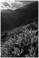 Cactus and Deep Canyon. Santa Rosa and San Jacinto Mountains National Monument, California, USA ( black and white)