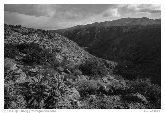Desert plants and Deep Canyon. Santa Rosa and San Jacinto Mountains National Monument, California, USA (black and white)