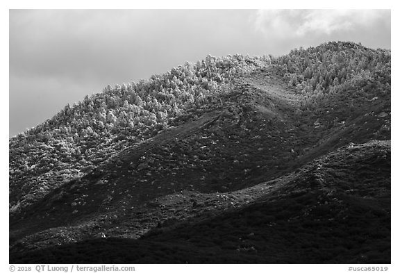 Ridge with snow-covered pines, Santa Rosa Mountains. Santa Rosa and San Jacinto Mountains National Monument, California, USA (black and white)