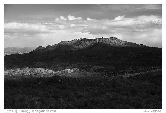 Pine forest and Santa Rosa Mountains. Santa Rosa and San Jacinto Mountains National Monument, California, USA (black and white)