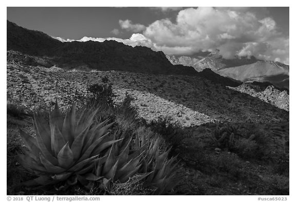 Agave and Santa Rosa Mountains. Santa Rosa and San Jacinto Mountains National Monument, California, USA (black and white)