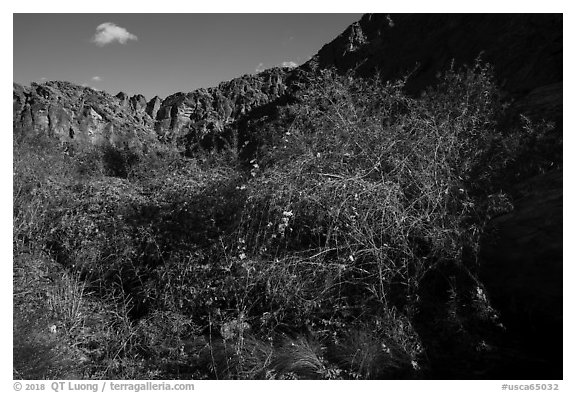Riparian vegetation and canyon walls, Tahquitz Canyon, Palm Springs. Santa Rosa and San Jacinto Mountains National Monument, California, USA (black and white)
