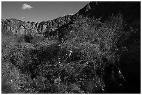 Riparian vegetation and canyon walls, Tahquitz Canyon, Palm Springs. Santa Rosa and San Jacinto Mountains National Monument, California, USA ( black and white)
