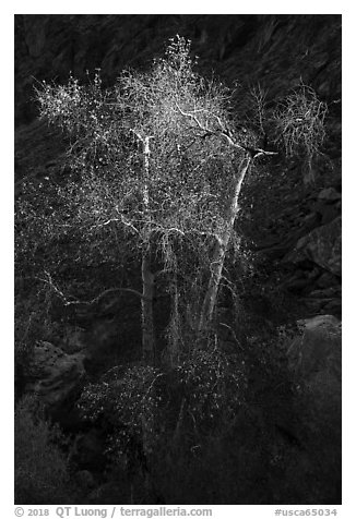 Spotlighted trees, Tahquitz Canyon, Palm Springs. Santa Rosa and San Jacinto Mountains National Monument, California, USA (black and white)