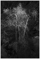 Spotlighted trees, Tahquitz Canyon, Palm Springs. Santa Rosa and San Jacinto Mountains National Monument, California, USA ( black and white)